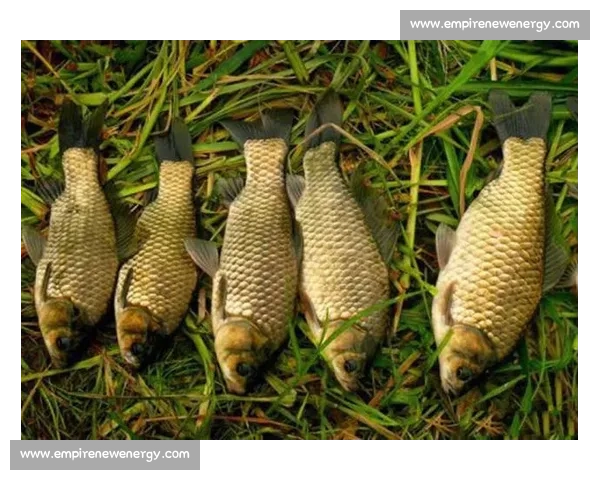 重庆巴南 6 岁萌娃力擒 6 斤大鲤鱼！小小身躯爆发惊人钓鱼天赋