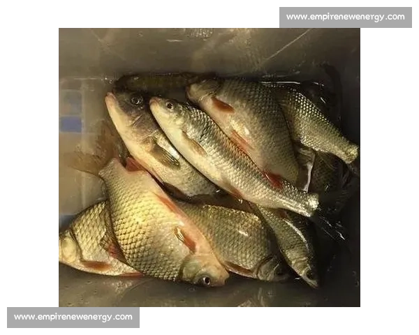 重庆巴南 6 岁萌娃力擒 6 斤大鲤鱼!小小身躯爆发惊人钓鱼天赋